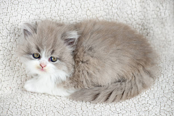 grooming a persian kitten​

