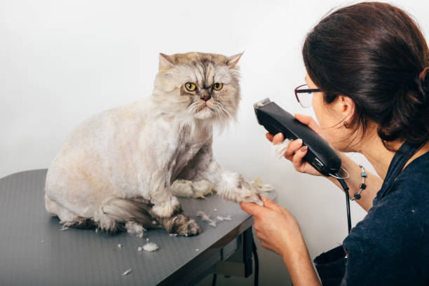 grooming a persian kitten​

