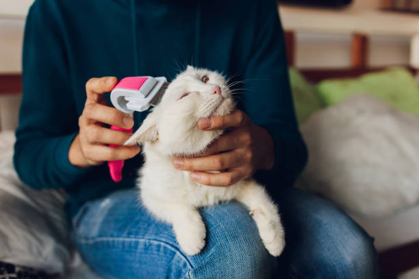 grooming a persian kitten​

