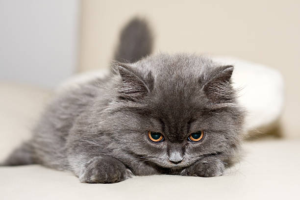 grooming a persian kitten​