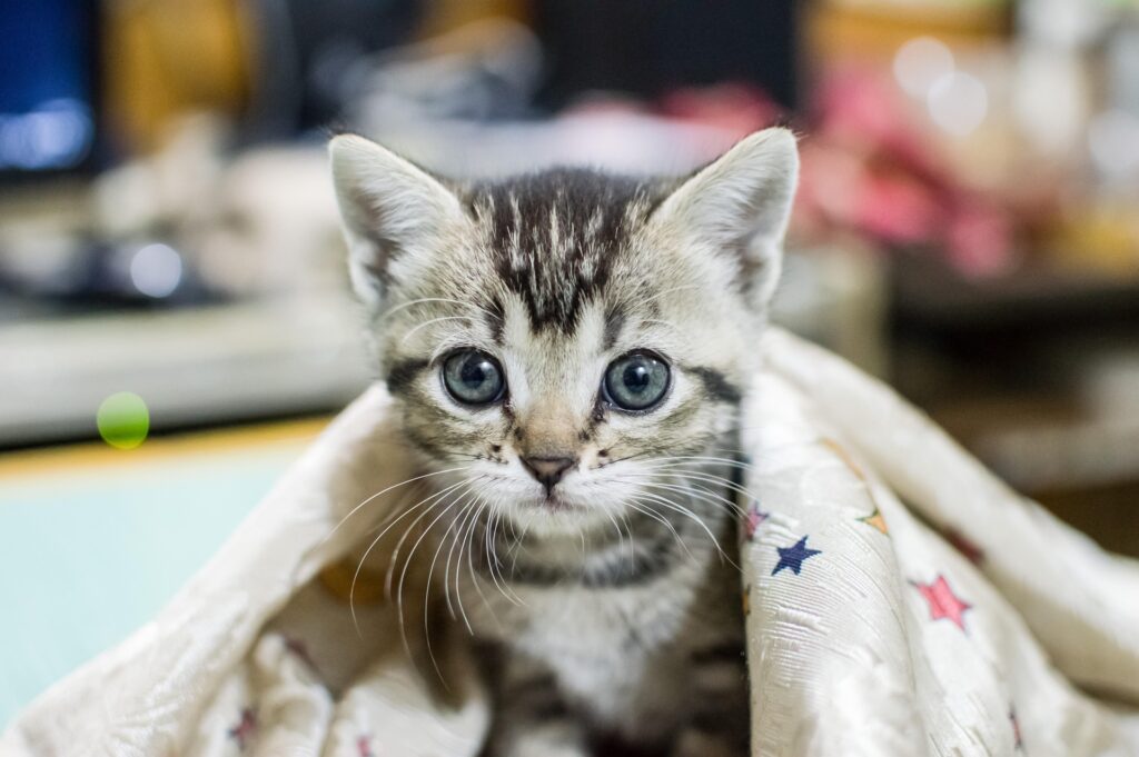 kittens for adoption: Find Your Perfect Furry Friend and Give a Kitten a Loving Home 8 kittens for adoption