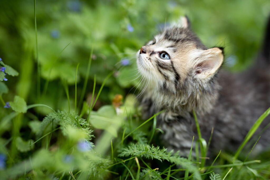 Ragdoll vs Siberian Cat: Which Breed Is Right for You? 4 Ragdoll vs. Siberian cat