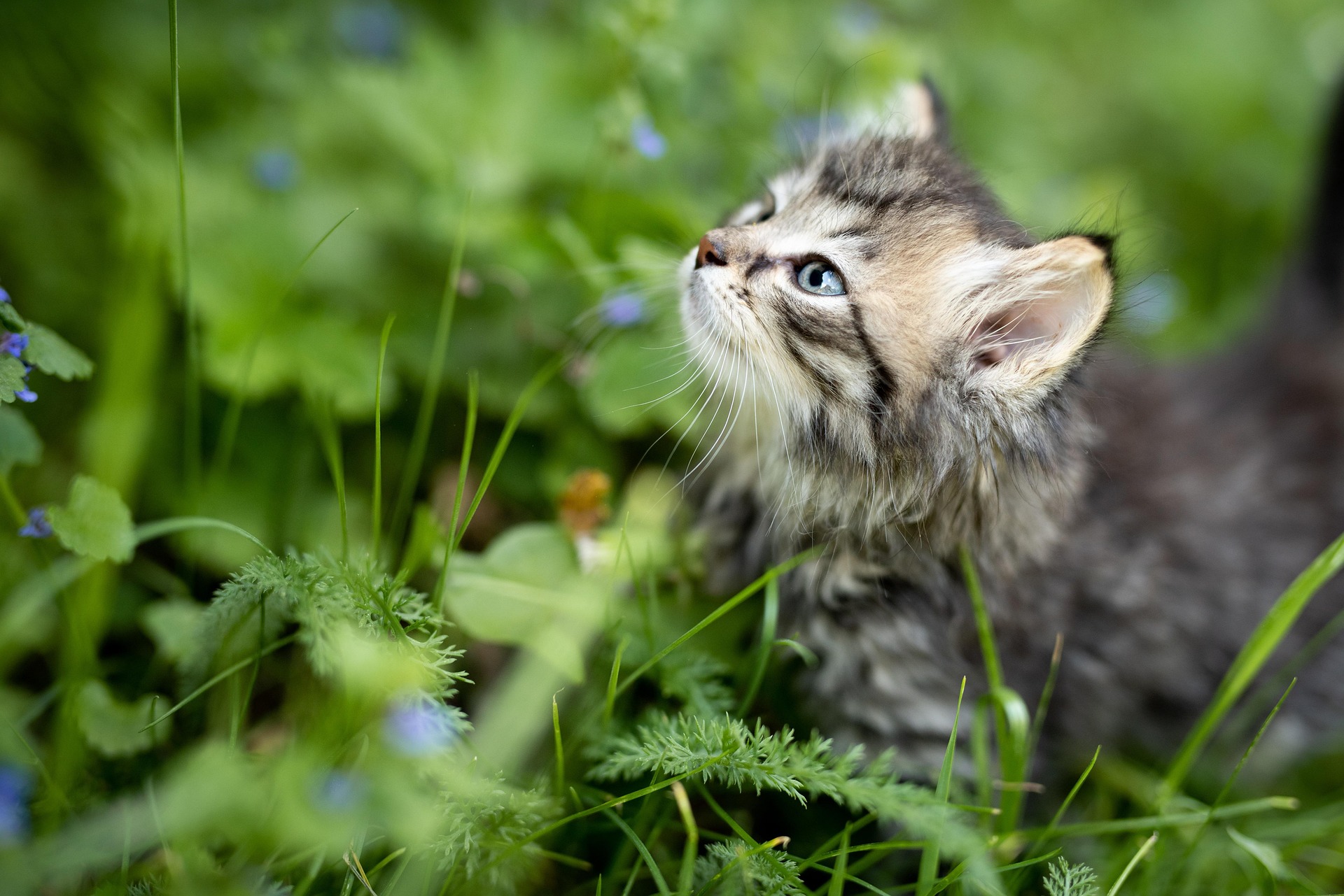 Ragdoll vs. Siberian Cat: Which Breed Is the Better Choice for Your Home? 3 Ragdoll vs. Siberian cat