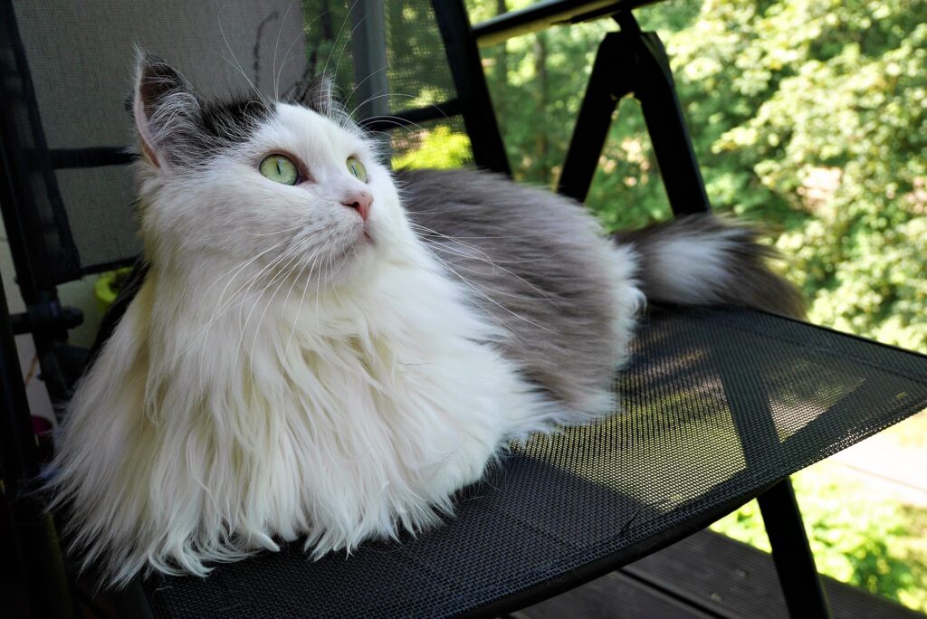 Ragdoll vs. Siberian Cat: Which Breed Is the Better Choice for Your Home? 5 Ragdoll vs. Siberian Cat