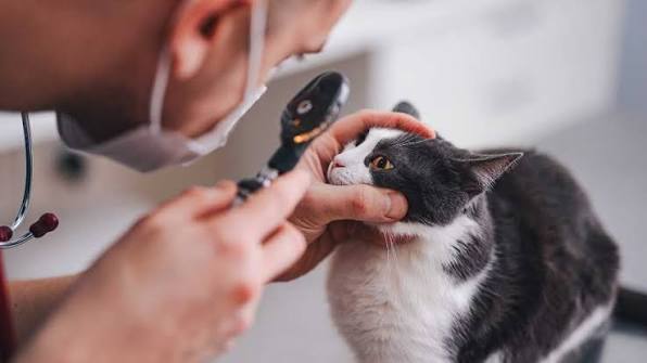 How to Treat a Kitten Eye Infection at Home: Safe Care & Warning Signs 2 kitten eye infection home remedy