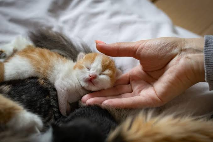 How to Treat a Kitten Eye Infection at Home: Safe Care & Warning Signs 5 kitten eye infection home remedy