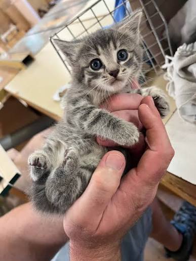 kitten for sale