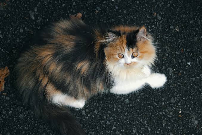 kitten persian cat for sale 3 kitten persian cat for sale 2