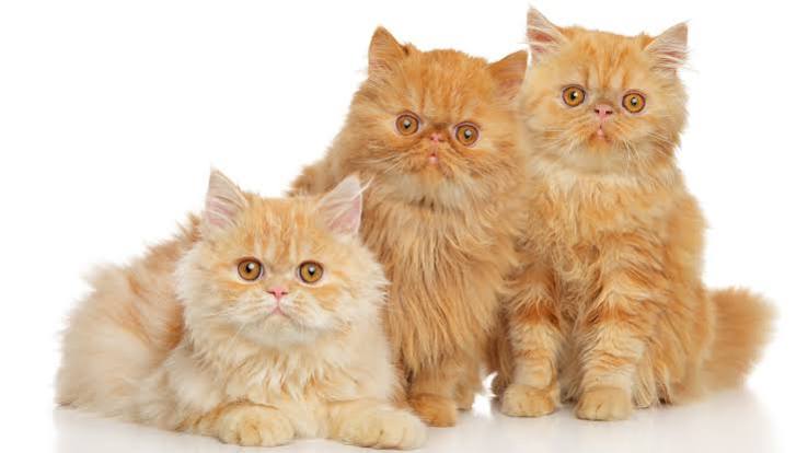 kitten persian cat for sale 5 kitten persian cat for sale