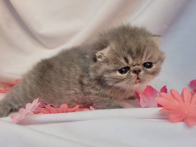 kitten persian cat for sale