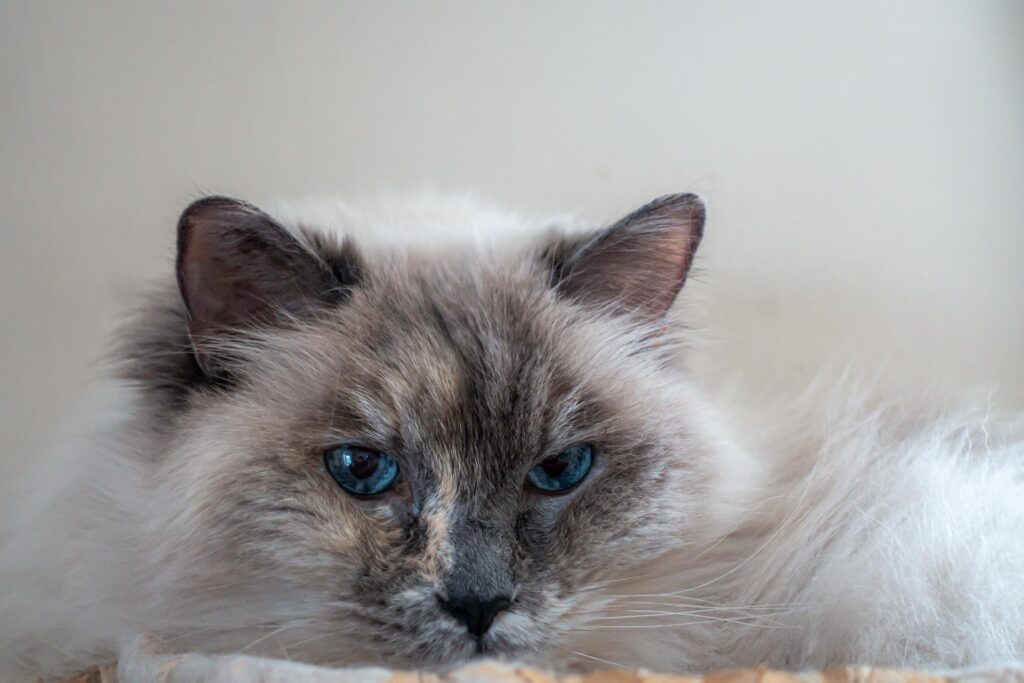 ragdoll kittens near me
