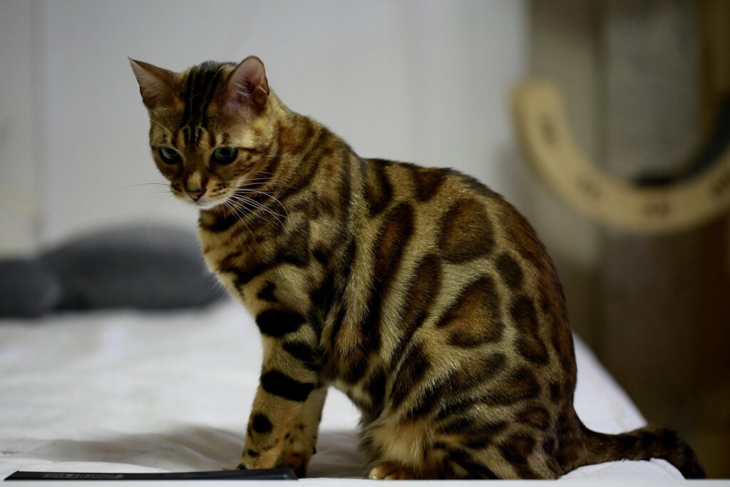 Which Exotic Breed Is Better for Your Home, Bengal or Savannah? 3 Bengal vs. Savannah Cat