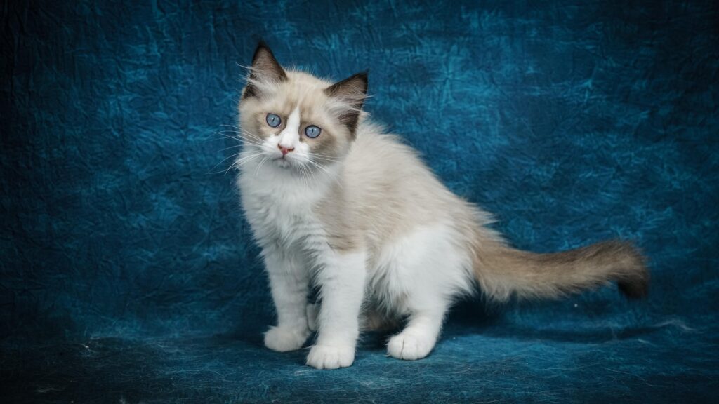 ragdoll kittens near me