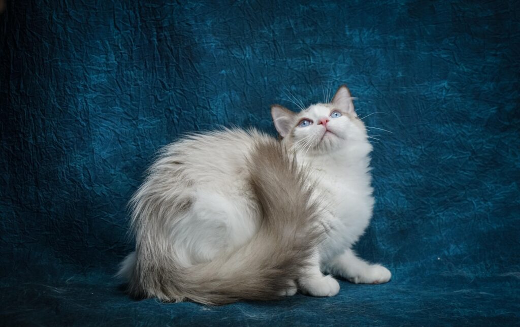 ragdoll kittens near me