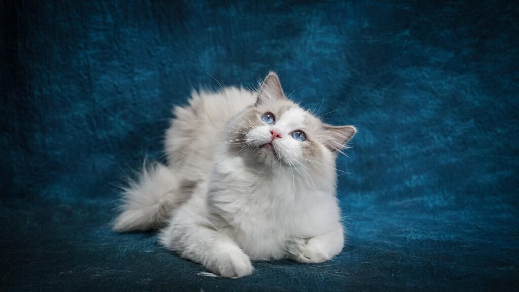 Ragdoll Kitten Price: How Much Does a Ragdoll Kitten Really Cost? 4 ragdoll kittens price