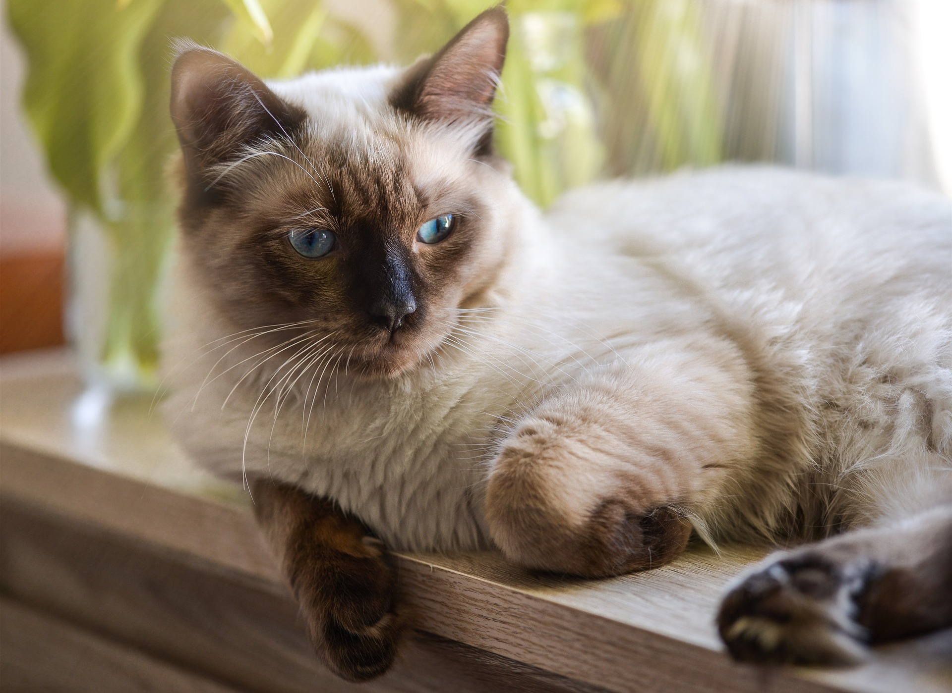 ragdoll kittens near me