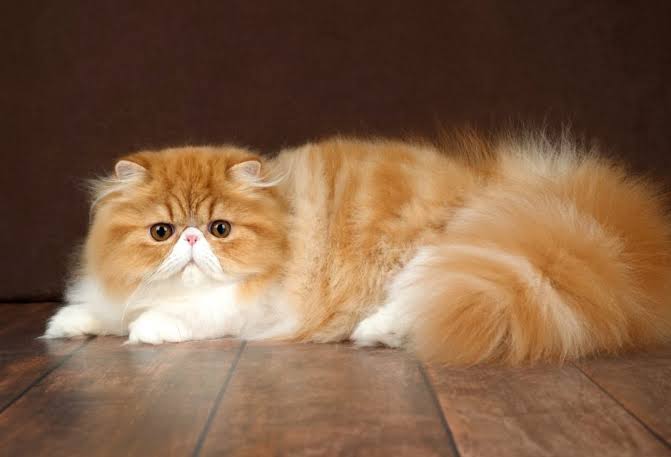 Persian Kitten: Complete Guide to Personality, Care, Colors, and Health 2 persian cat kitten for sale