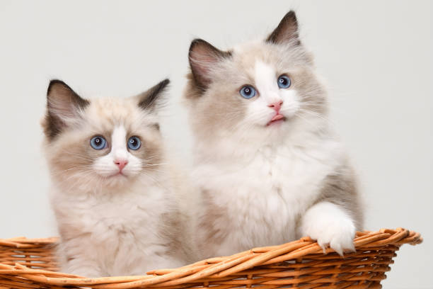 ragdoll kittens near me 3 ragdoll kittens near me