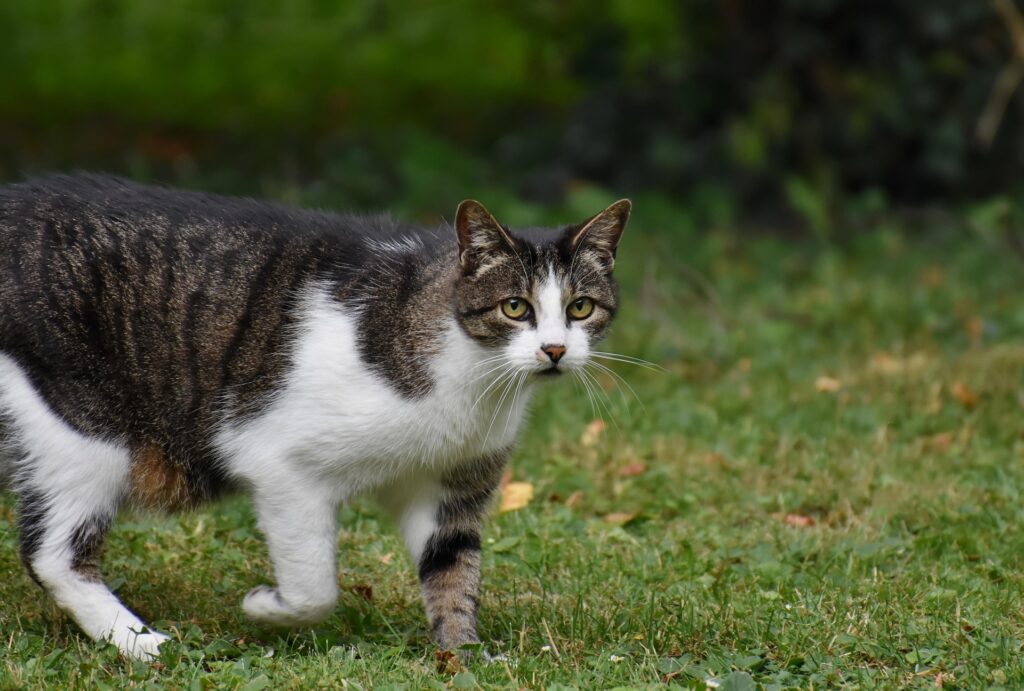 kittens for adoption: Find Your Perfect Furry Friend and Give a Kitten a Loving Home 3 kittens for adoption