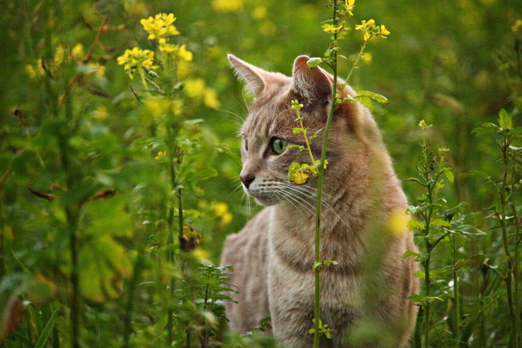 Kitten and Cat Care Guide: Everything You Need to Know for a Healthy and Happy Pet 9 kitten and cat