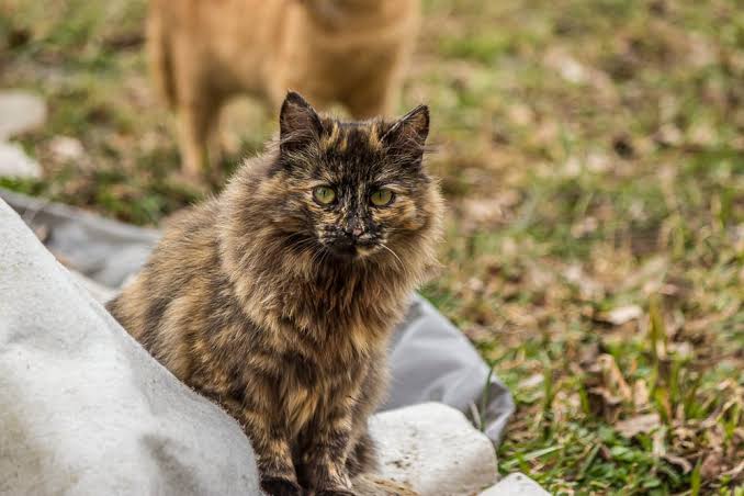 tortie persian kitten 1