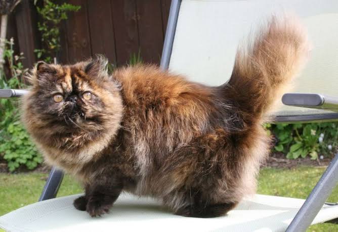 tortie persian kitten 2