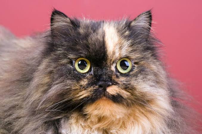 tortie persian kitten 3