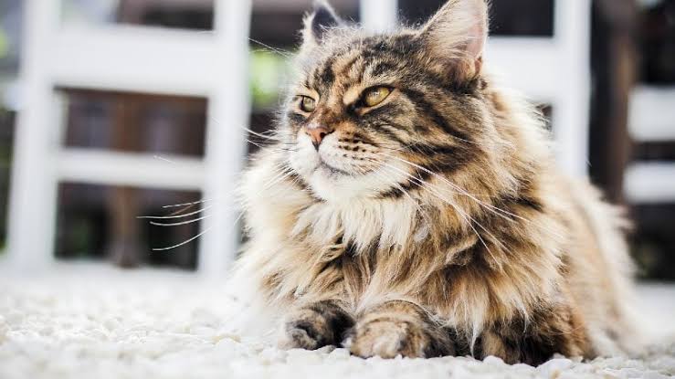 tortie persian kitten