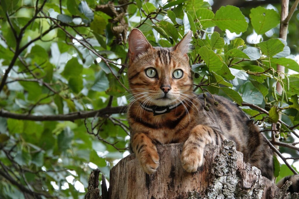 Which Exotic Breed Is Better for Your Home, Bengal or Savannah? 7 Bengal vs. Savannah Cat: Which Exotic Breed Is Better for Your Home?
