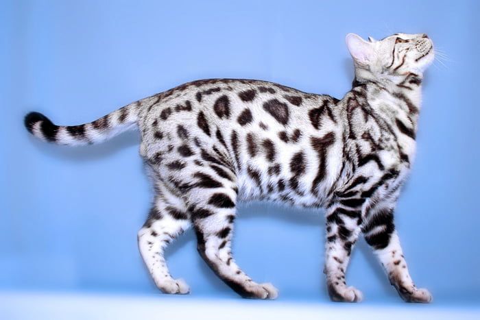 white Bengal kitten
