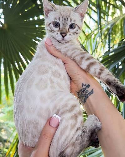 white Bengal kitten
