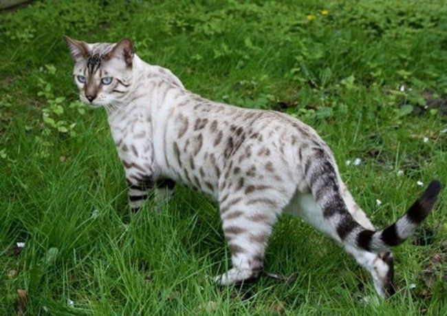 white Bengal kitten