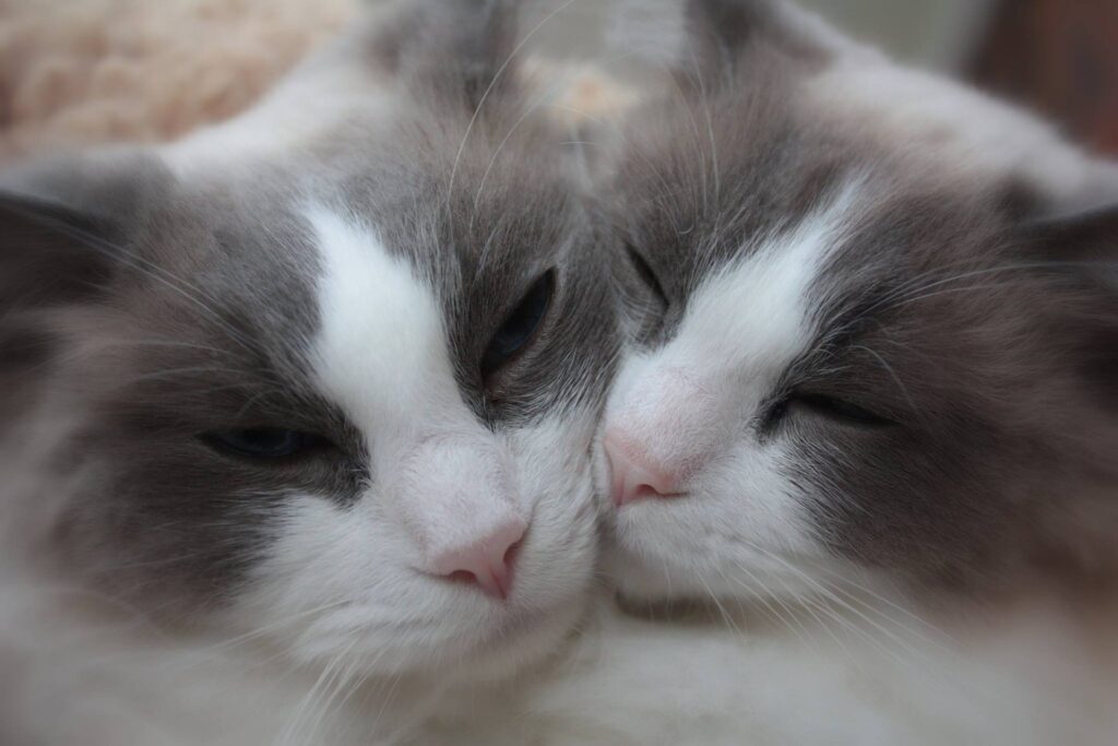ragdoll kittens near me