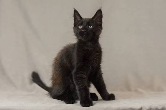 Black Maine Coon Kitten: Complete Guide to Color, Care & Personality 3 black maine coon kitten for adoption
