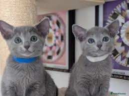 Russian Blue Kitten: Adoption, Rescue & Breeder Guide 3 russian blue kitten