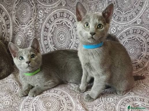Russian Blue Kitten: Adoption, Rescue & Breeder Guide 4 russian blue kitten