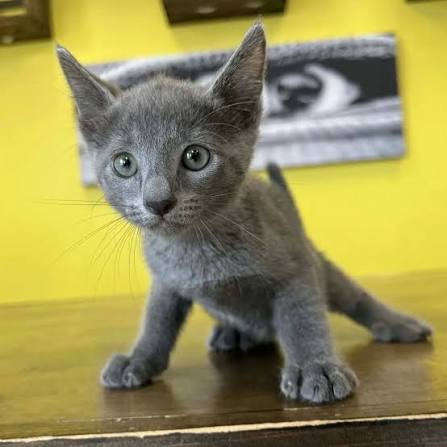 Russian Blue Kitten: Adoption, Rescue & Breeder Guide 5 russian blue kitten