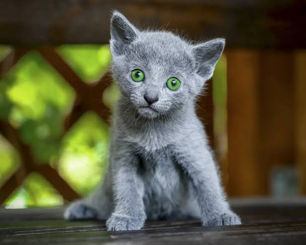 Russian Blue Kitten: Adoption, Rescue & Breeder Guide 6 russian blue kitten