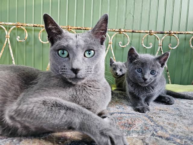 Russian Blue Kitten: Adoption, Rescue & Breeder Guide 8 russian blue kitten