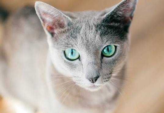 Russian Blue Kitten: Adoption, Rescue & Breeder Guide 9 russian blue kitten