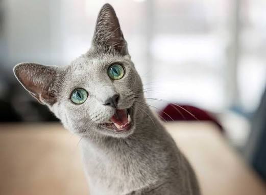 Russian Blue Kitten: Adoption, Rescue & Breeder Guide 10 russian blue kitten