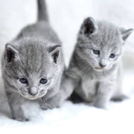 russian blue kitten
