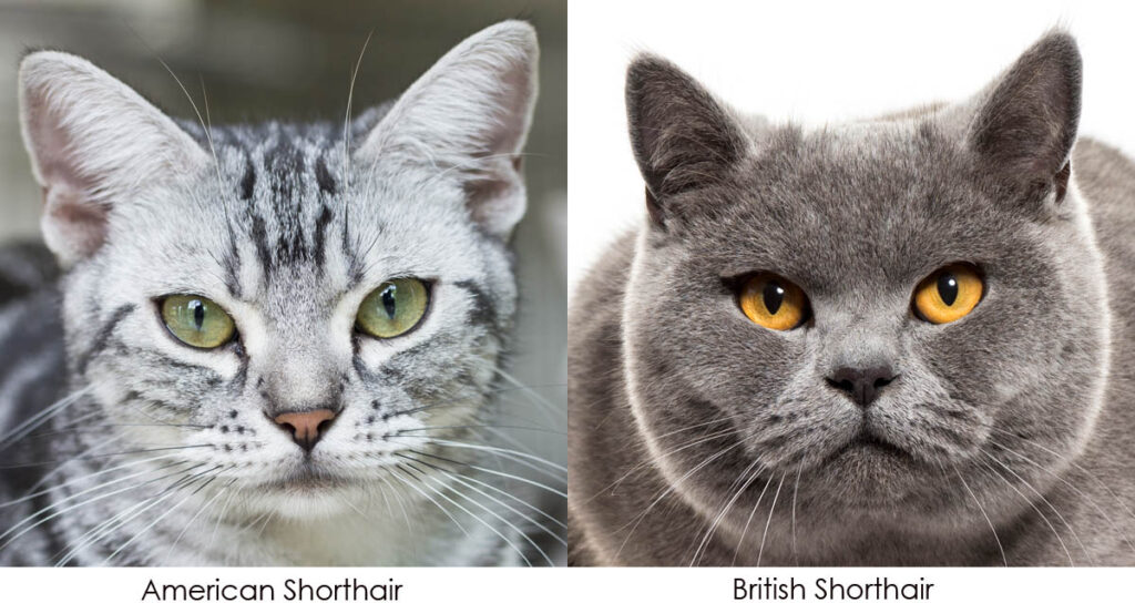 American Shorthair vs British Shorthair: Complete Breed Comparison 3 American Shorthair vs British Shorthair