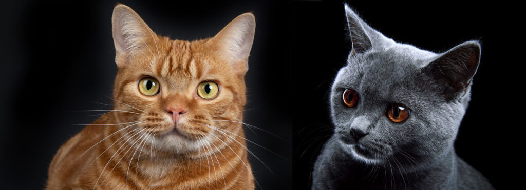 American Shorthair vs British Shorthair