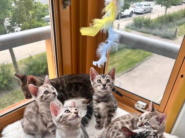 Tabby Bengal Kitten: Appearance, Personality, Care & Buying Guide 2 Tabby Bengal Kitten