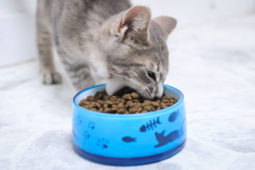 When Can Kittens Eat Dry Food? A Complete Feeding Guide 3 When can kittens eat dry food