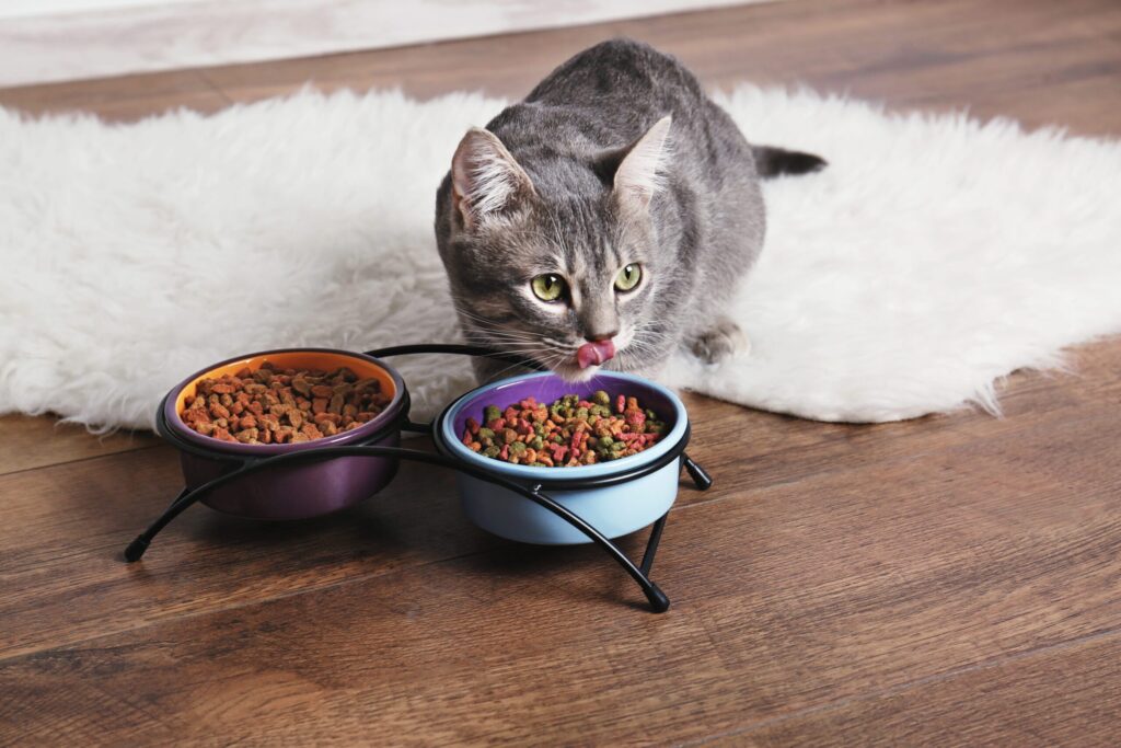 How Long Can a Cat Go Without Eating? Risks, Causes & What to Do 3 When can kittens eat dry food