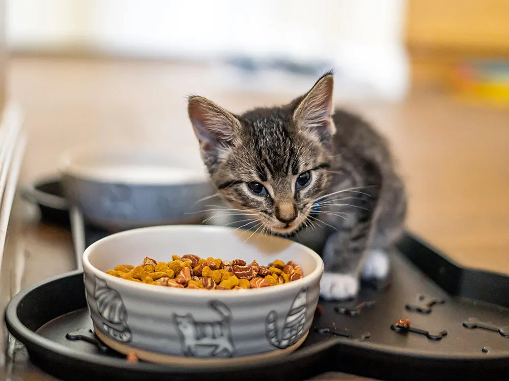 When can kittens eat dry food