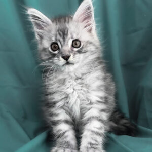 Kittens for sale 5 Yanius, Purebred Maine Coon Male Kitten