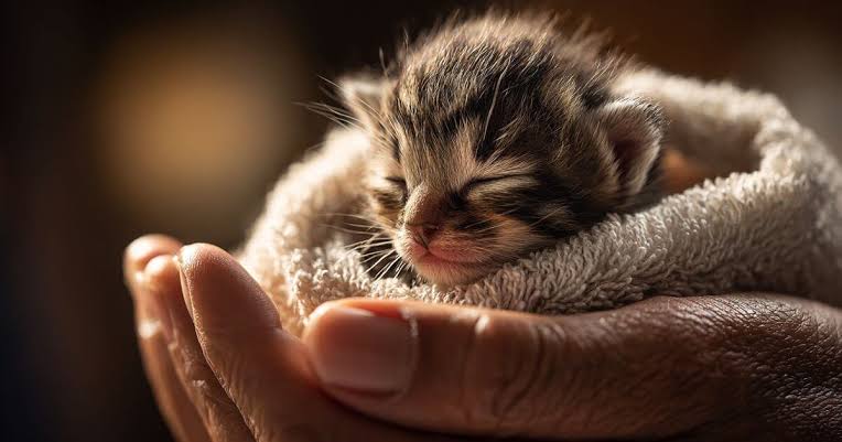 Fading Kitten Syndrome: Signs, Causes, Treatment & How to Help 3 fading kitten syndrome